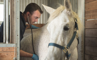 Acheter un cheval : les signes à vérifier avant de prendre une décision